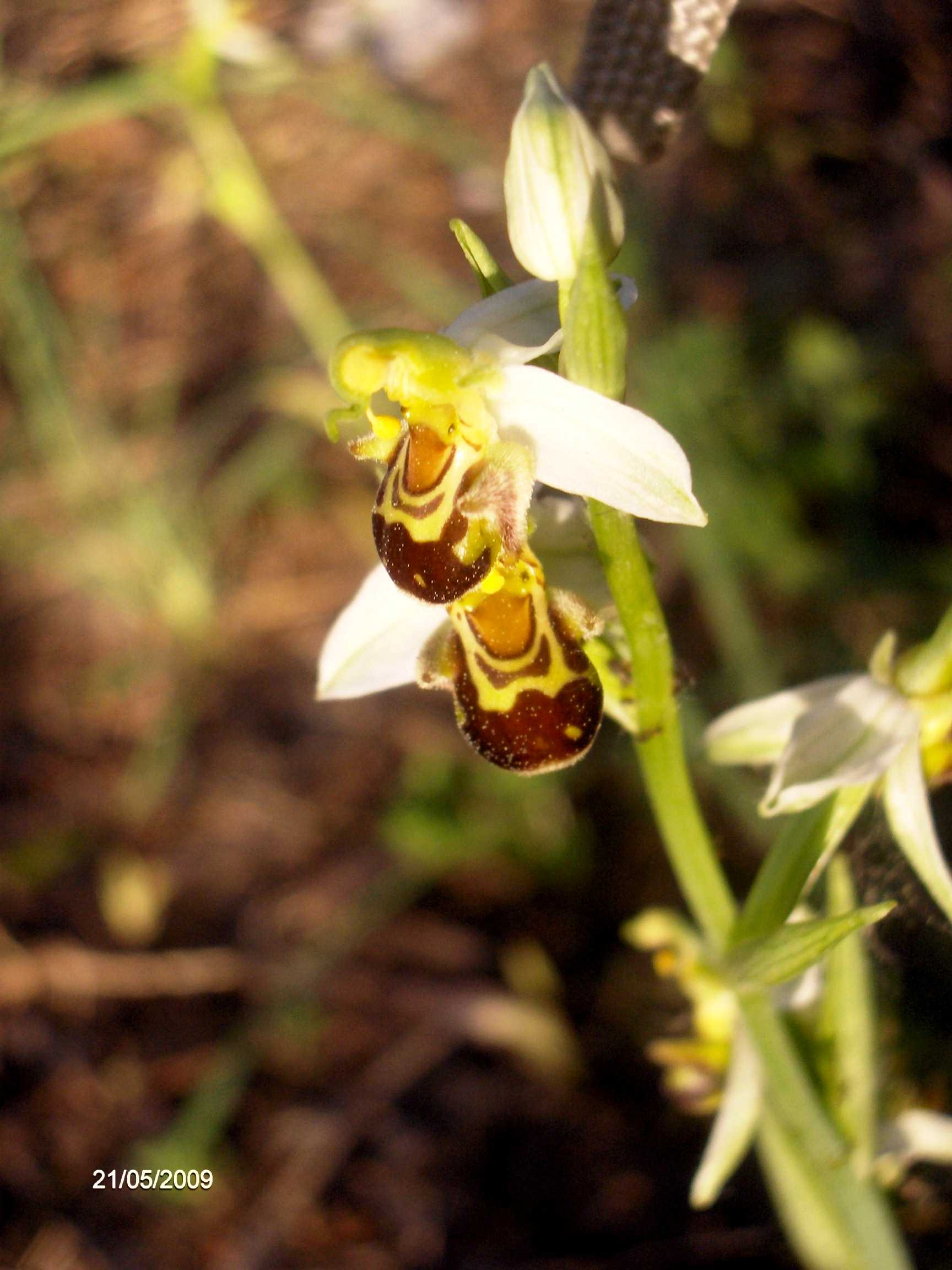 Ophrys sp.?